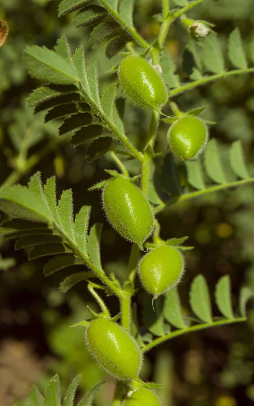 A photo of a lentil plant close up.