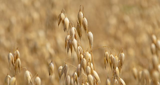 Image of a field of oats.
