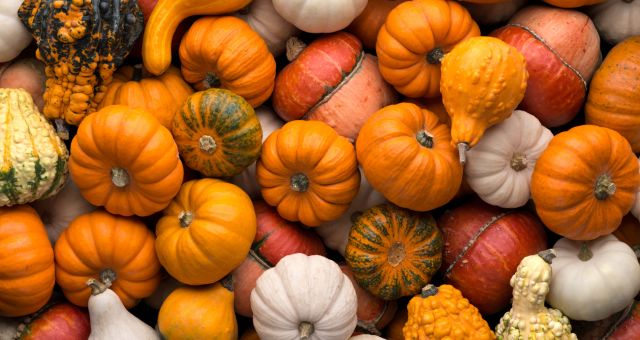 Image of lots of pumpkins different sizes and shapes.